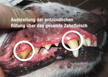 Hund Bandit Zahnfleischentzündung