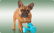 Hundenahrung zum Muskelaufbau