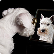 The coat of your dog: The mirror of its health