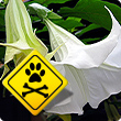 Poisonous garden plants for dogs