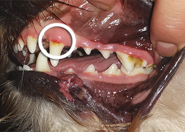 Dog Shadow tandvleesontstekingen
