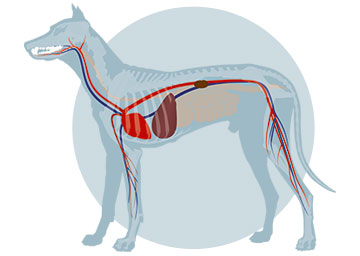 Connection of internal organs and the dog muzzle