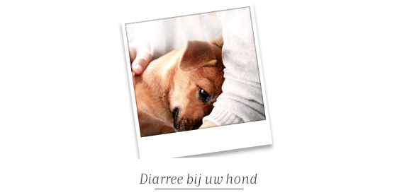 Diarree bij uw hond