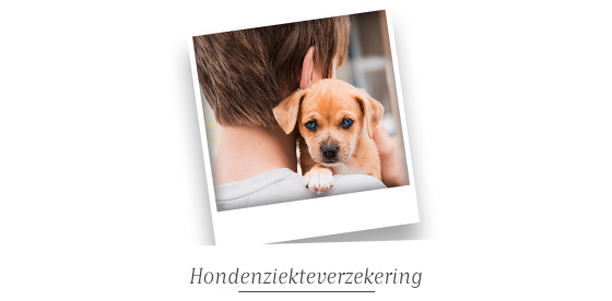 Hondenziekteverzekering
