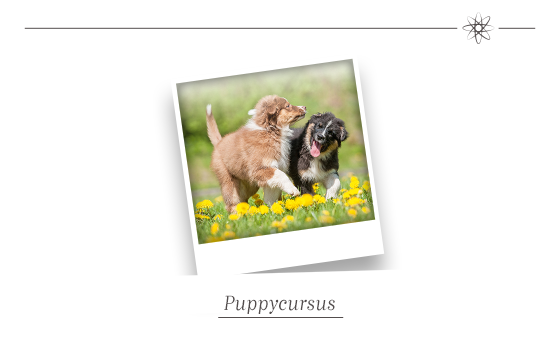 Puppycursus