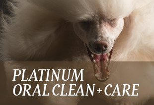 PLATINUM Oral Clean+Care