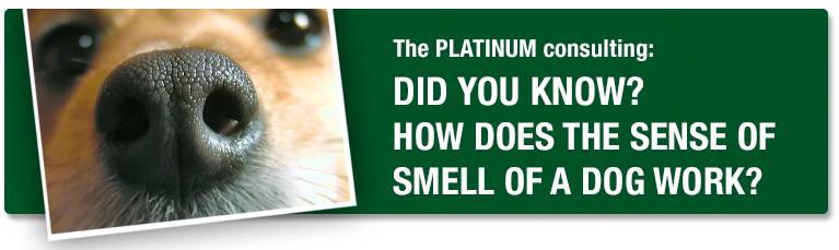 How does the smell of your dog work?