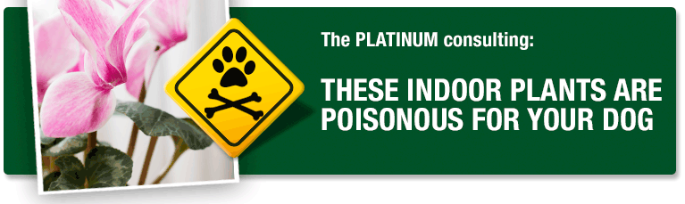 Poisonous indoor plants for dogs & cats
