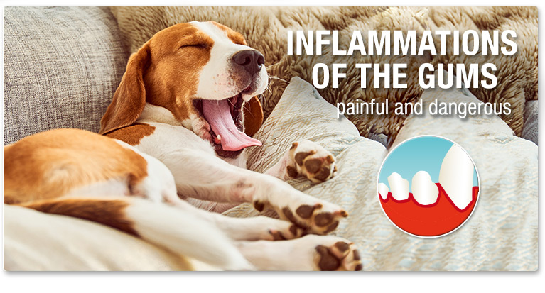 Gum inflammation in dogs and cats