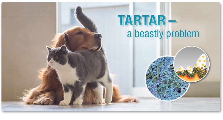 Tartar in dogs and cats