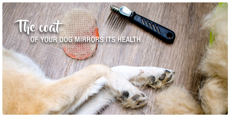 The coat of your dog: The mirror of its health