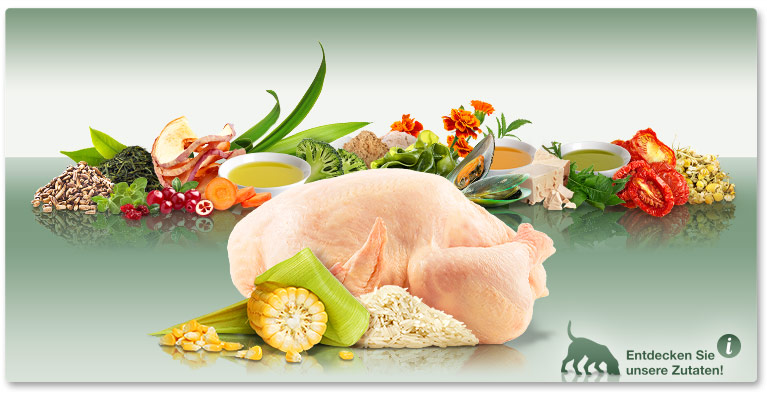 PLATINUM Adult Chicken – eine Alternative zu herkömmlichem Trockenfutter