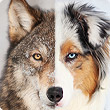 Was haben Hund und Wolf gemeinsam?