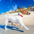hints for a holiday with your dog