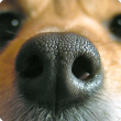 How does the smell of your dog work?