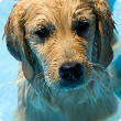 Cool tips for dog days of summer