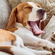 Tandvleesontstekingen bij honden en katten